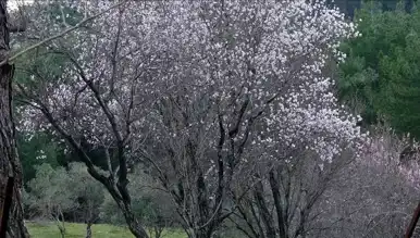 Antalya'da Badem Ağaçları Erken Çiçek Açtı!